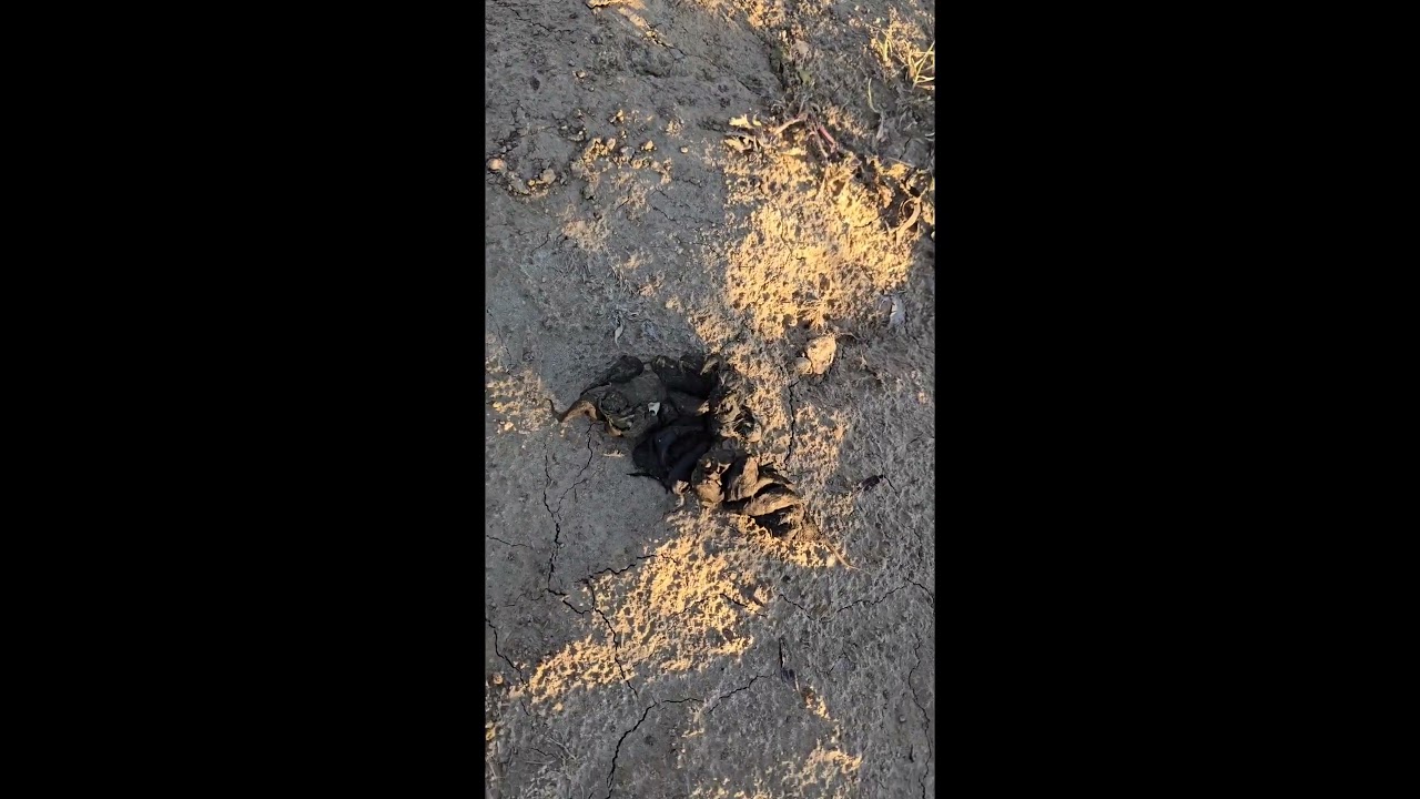 Visitor left a present at the dirt hole set.