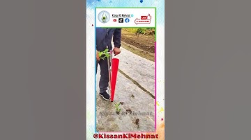 Seedling Transplanter | Vegetable Seedling Planter |  Bulb Planter | Seedling Planter Tool