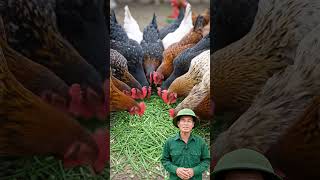 Mẹo chăn chuôi gà, chỉ với mẹo dân gian ai cũng làm được.