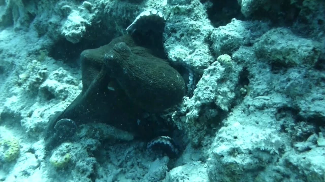 der oktopus der oktopus