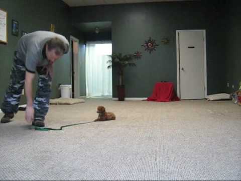 Dog Training Cape Coral Dog Training Cape Coral