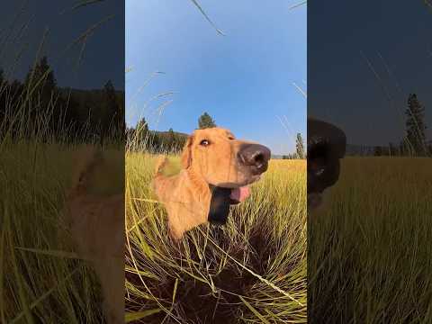 Dog or bunny rabbit?🐇🕺