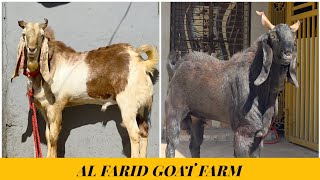 Download lagu KOTA KA SHAUKH AT AL FARID GOAT FARM | KHOLWAD | SURAT