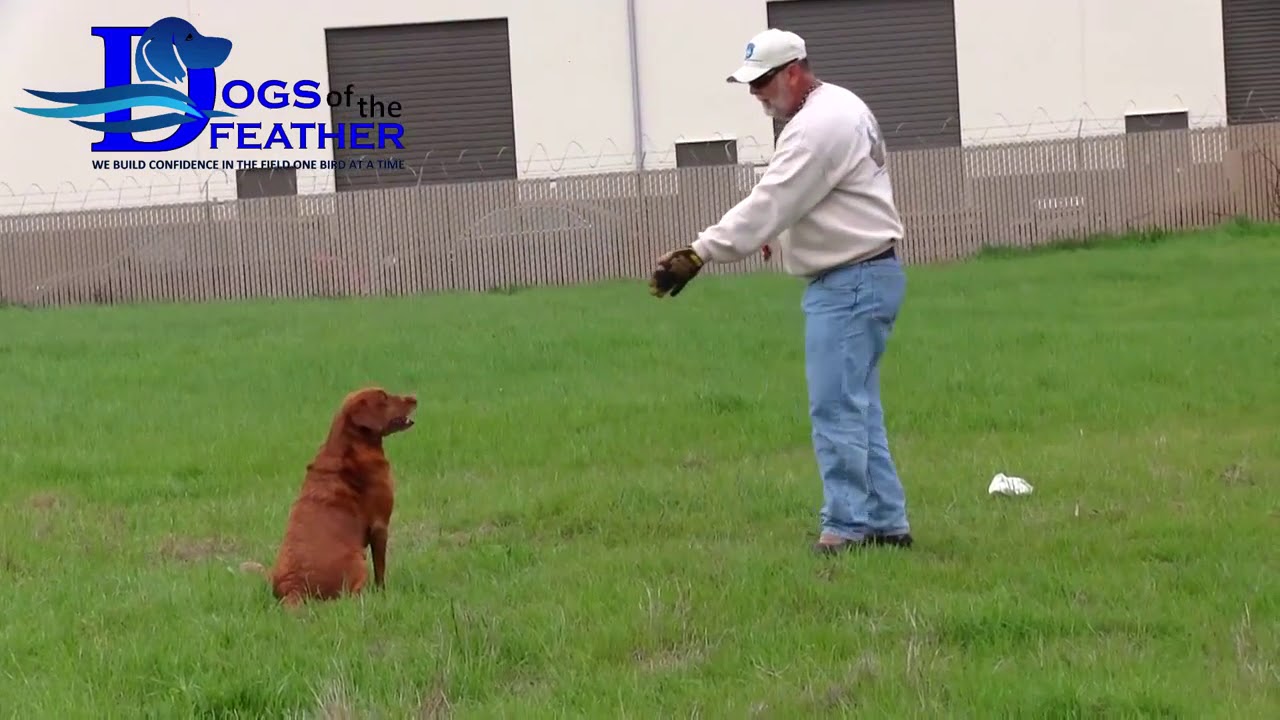 Dogs of the Feather Training Day 1 YouTube