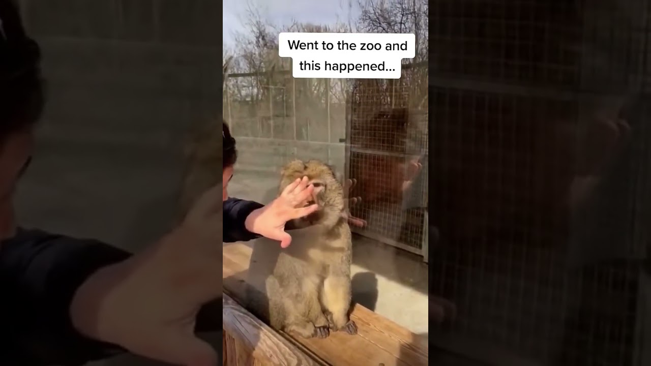 The wondering monkey✨