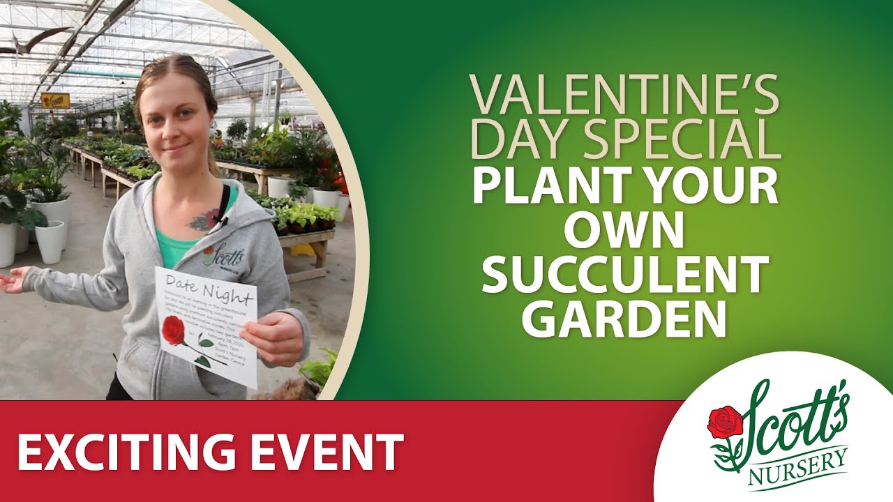 Valentine's Day Special | Plant Your own Succulent Garden