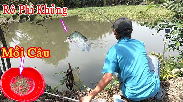 Đi Tìm Mồi Câu Cá Rô Phi Khủng