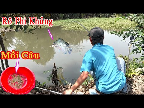 Video Đi Tìm Mồi Câu Cá Rô Phi Khủng - youtube