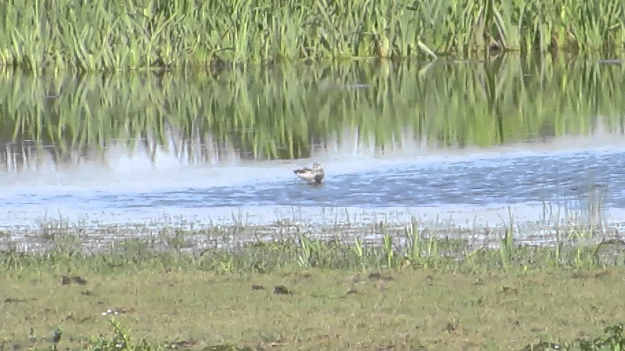 Spotted Redshank, Strathbeg 17/8/2015 