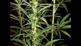 Eek A Mouse - Ganja Smuggling
