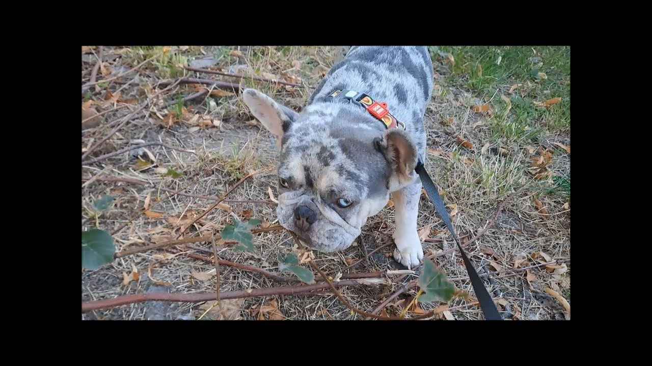 ХОРОШО С БЕЛЛОЙ ПОГУЛЯЛИ ПОСЛЕ БЕССОННОЙ НОЧИ