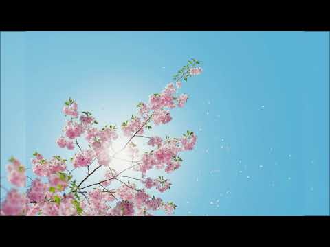 15 تـلاوة خاشعـة سورة الحجر كاملـة يتلوهـا القارئ اسلام صبحي 