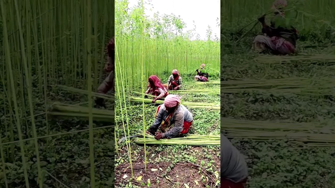Jute Harvesting 