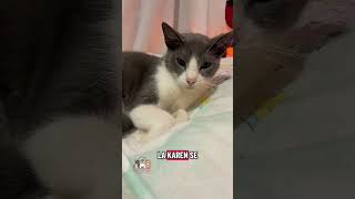 Yo soy bien madrugador 🥰💚🐾#pets #catshorts #cat #catvideos #cutecat #kitten
