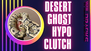 Desert Ghost Hypo Clutch !!! We Hit Some Bangers Check It Out