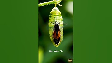 🦋 Butterfly Emerging from Chrysalis | Ultra-Realistic 4K HDR Macro