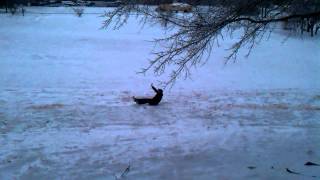 Jack Boricua By Vicil