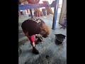 Replacing the diff on a Mazda BT-50 #diff #mechanic #workshop