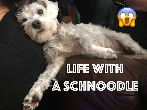 Video: Schotse Deerhound