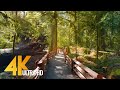 4K Virtual Hike through Canadian Forest (with Nature Sounds) - Incredible Nature of British Columbia