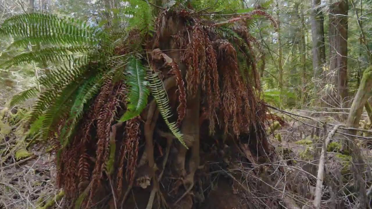 View from Through a British Columbia Forest
