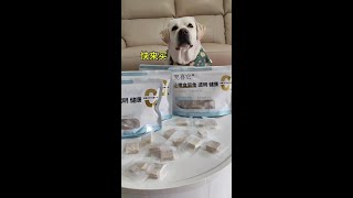 看见别人吃东西就想要！！#当你有只嘴馋小狗 #狗吃的比我好系列 #狗狗零食推荐 #冻干牛初乳