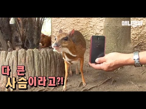 넌 다 컸는데도 귀여워서 좋겠다 ㅣ Can You Believe That This IPhone-Sized Deer Is All Grown Up?!