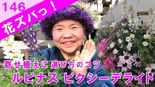 ルピナスlupinusピクシーデライト寄せ植えギャザリング苗選びのコツ 花ズバっ 146旬の花とその使いかた紹介 花創人ガーデニング教室 Youtube