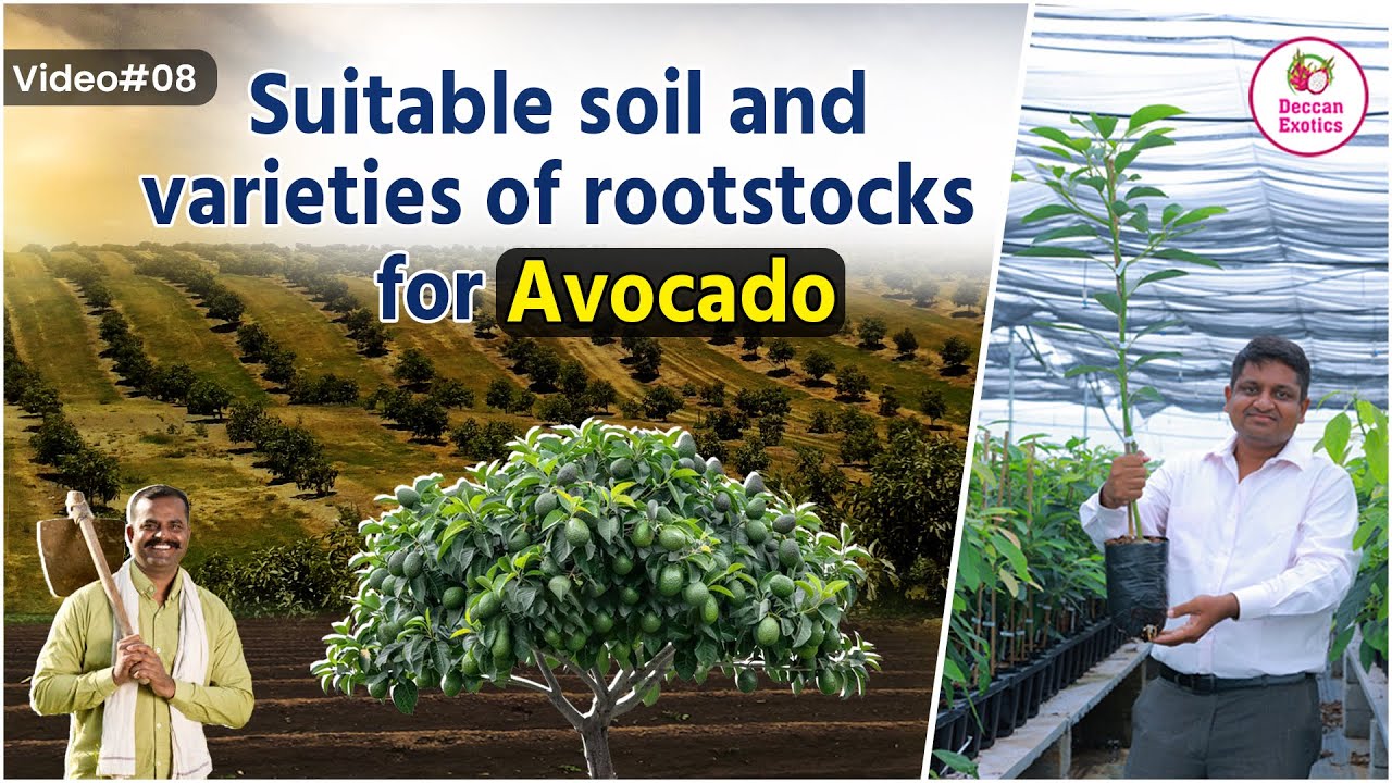Which is the Suitable Soil for Avocado Rootstocks || Best Soil for Avocado Plant || Deccan Exotics