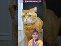 Kasih sayang seekor kucing kepada Adik 🥰