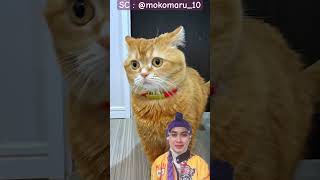 Kasih sayang seekor kucing kepada Adik 🥰