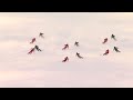 Swiss snowsports demoteam interski 2023