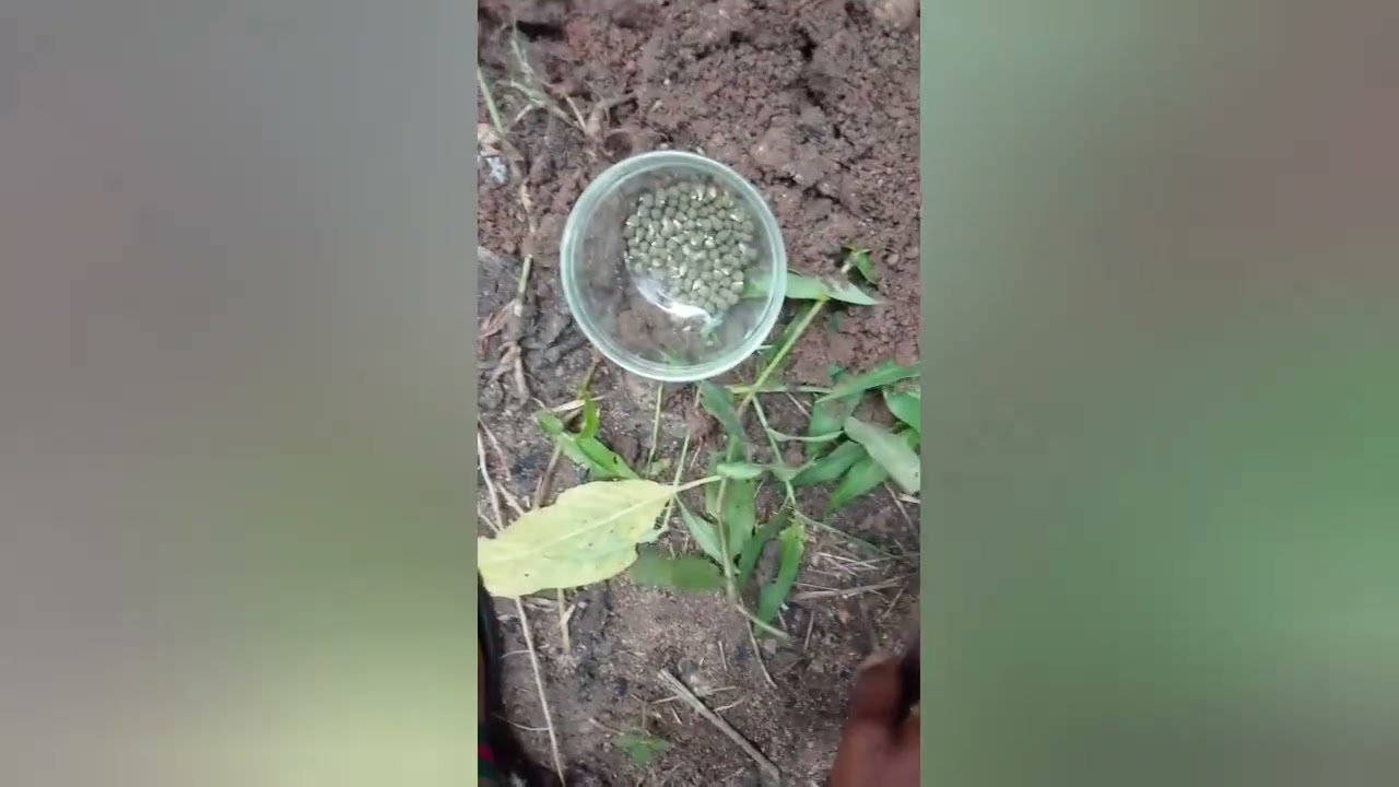 HOW TO PLANT OKRA (Abelmoschus esculentus)