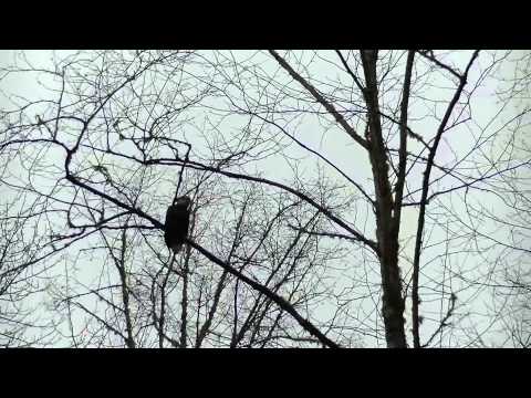 Black Friday Bald Eagle Float Trip - Skagit River / Rockport, WA - November 2013