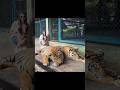 Funny moment 😂 #phuket #tigerkingdom #funny #comedy #daily #trending #trendingshorts #gafoor
