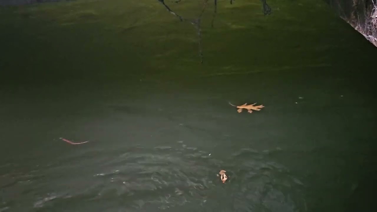 Atmosfar Hydroelectric Dam Stoplog Test With Emergency Close