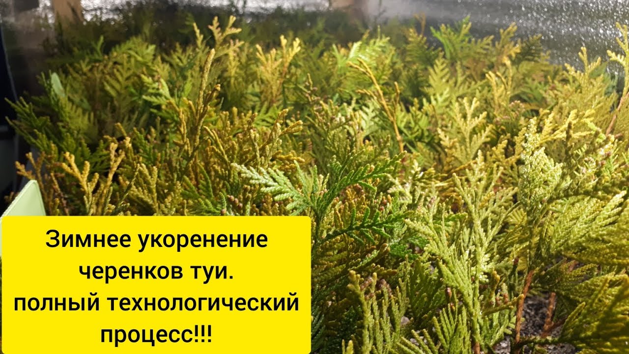 Зимнее укоренение черенков туи.Полный технологический процесс в ...