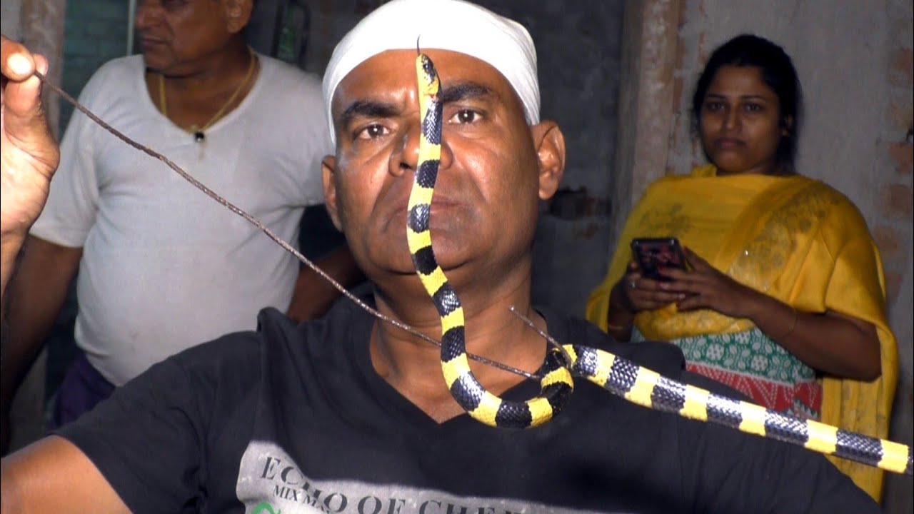 Banded Krait Snake Rescue In Night From: Gelpur, Bhadrak, Odisha