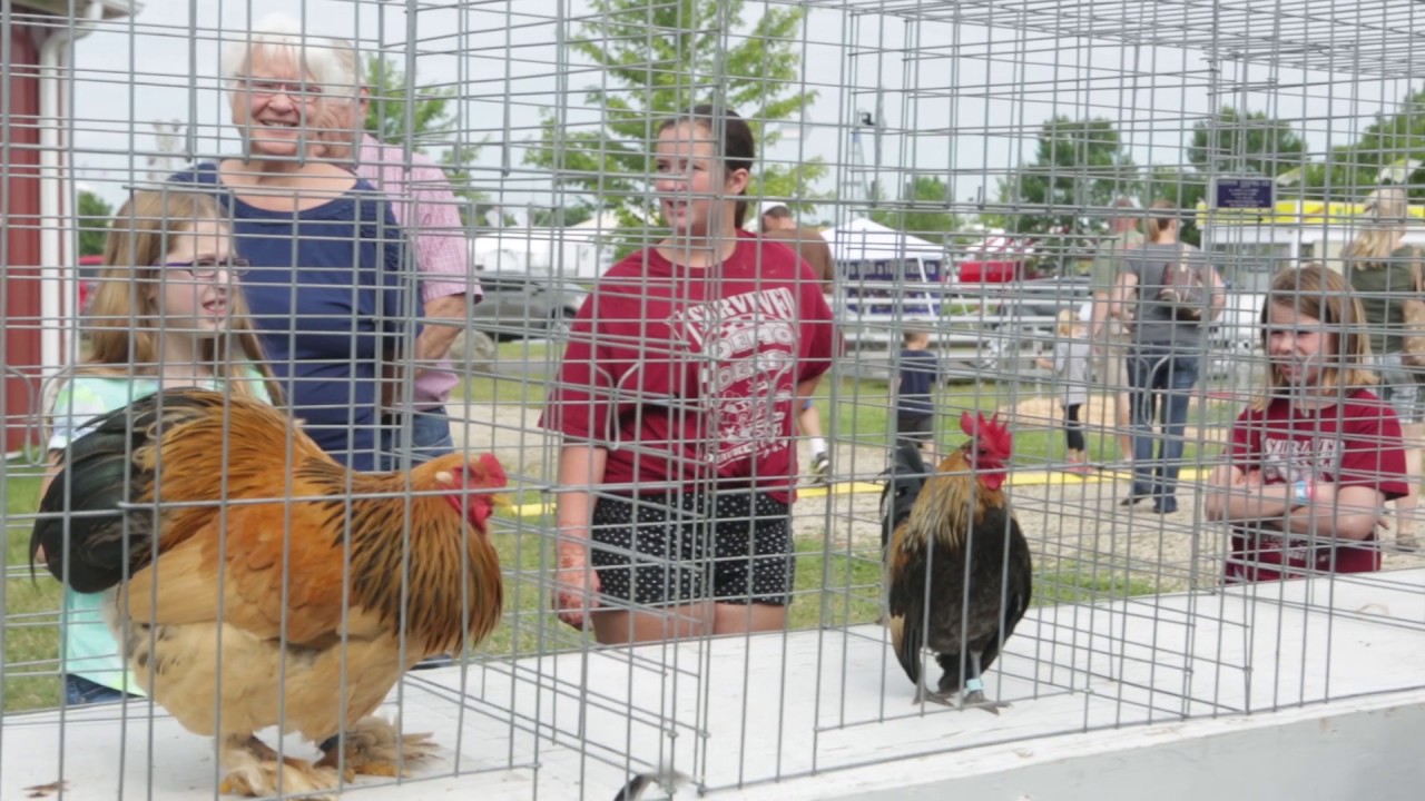 Rooster crowing contest
