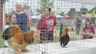 Rooster Crowing Contest