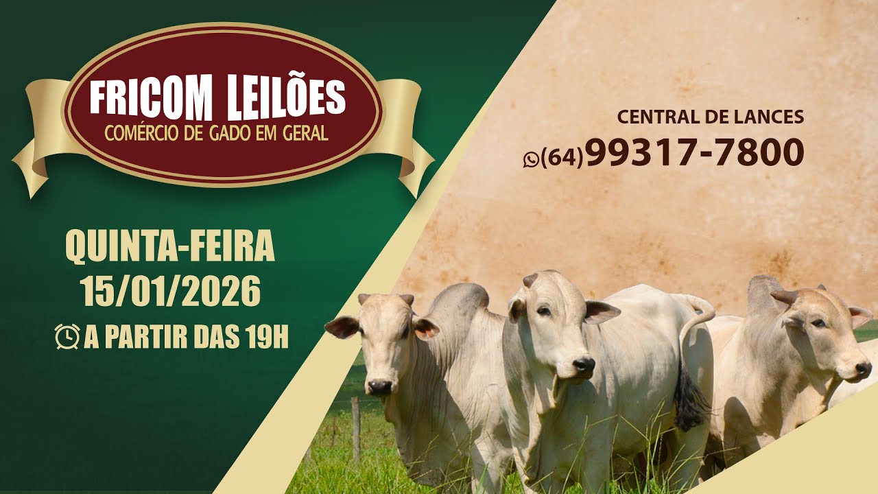 FRICOM LEILÕES 15/01/2026  (HOJE) / AO VIVO - LEILÃO DE GADO DE CORTE - PIRACANJUBA - GO