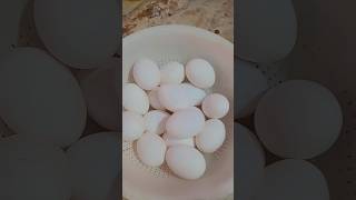 ## kodi guddu tintunara eythe ee vedio mi kosame?##health tips #ytshorts #