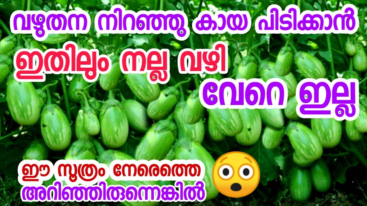 വഴുതന ഭ്രാന്തു പിടിച്ചു കായ്ക്കാൻ ഒരു കിടിലൻ വഴിbrinjal krishi malayalamvazhuthana krishi