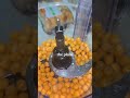 WATCH THIS VIDEO IF YOU LOVE HUMMUS 😋 #hummus #mediterranean #chickpeas #organic #plantbased