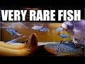 LUXURY FISH ROOM PRIVATE TOUR!! These aquariums will blow your mind!