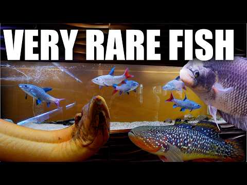 LUXURY FISH ROOM PRIVATE TOUR!! These aquariums will blow your mind!