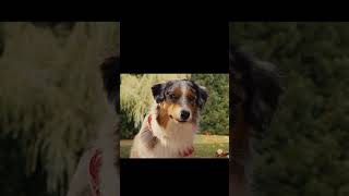 Mazie X Diggs Marmaduke Cats And Dogs 2