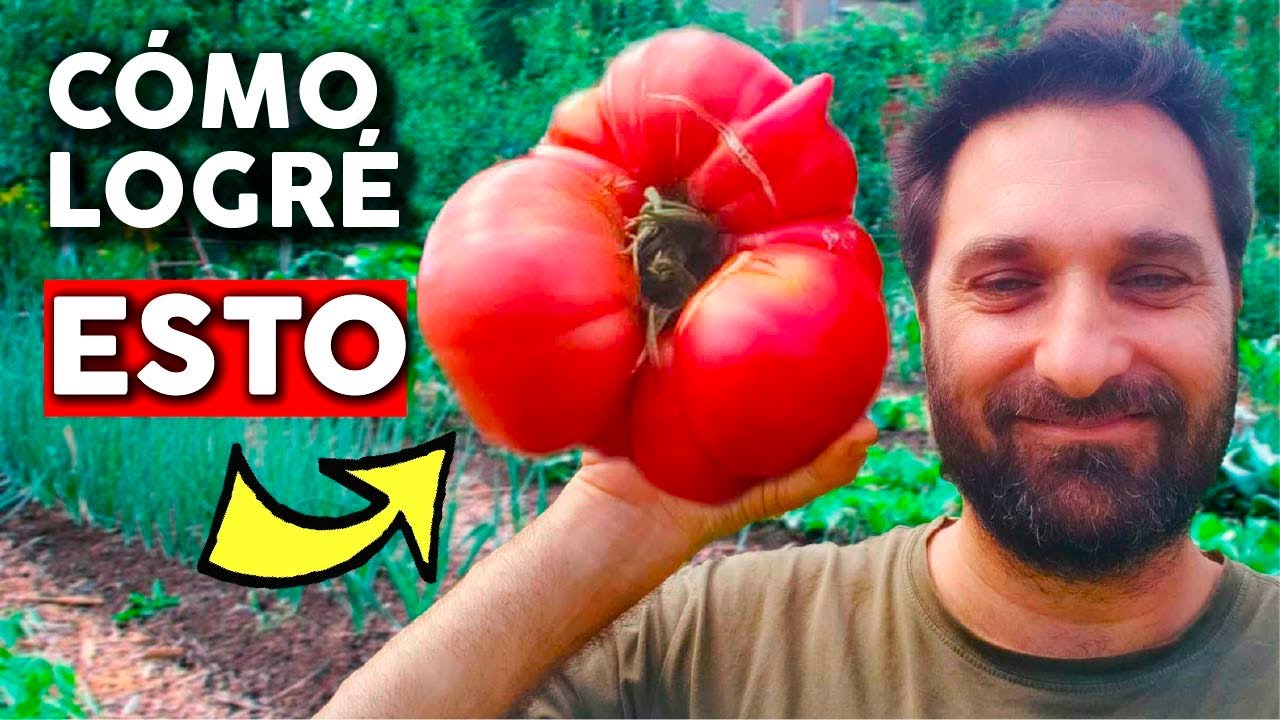 12 trucos para cultivar tremendos tomates. Poda y Fertilización @cosasdeljardin