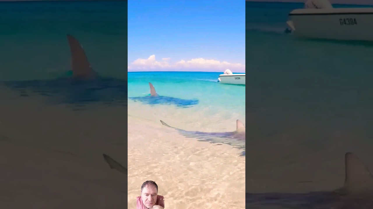 Молотоголовая охотиться за акулой 