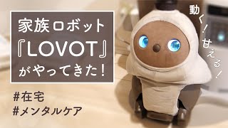 在宅時に最強の癒し。LOVOTが家にやってきました。